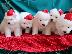PoulaTo: Πώληση κουτάβια Samoyed.
